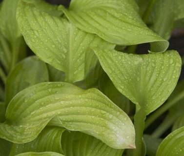 USA, New York City, close-up of leaves. Photo : fotog