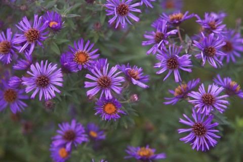USA, New York City, purple flowers. Photo : fotog