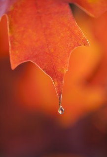 Dew on Autumn Maple leaf.