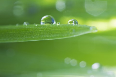 USA, New Jersey, Jersey City, Drop on blade of grass.