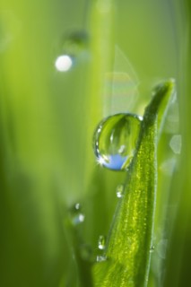 USA, New Jersey, Jersey City, Drop on blade of grass.