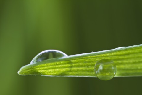 USA, New Jersey, Jersey City, Drop on blade of grass.