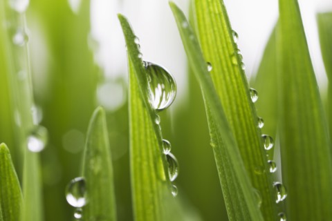 USA, New Jersey, Jersey City, Drops on blade of grass.
