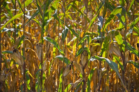 USA, New York State, Hudson, Maize growing in field.