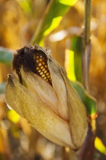 USA, New York State, Hudson, Corn cob growing in field.