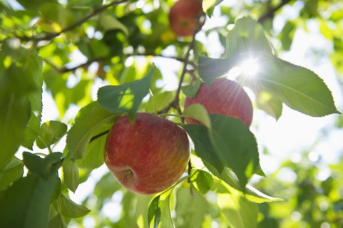 USA, New York State, Hudson, Apples growing on tree in orchard.