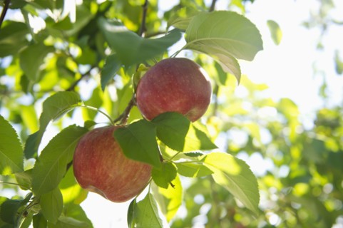 USA, New York State, Hudson, Apples growing on tree in orchard.