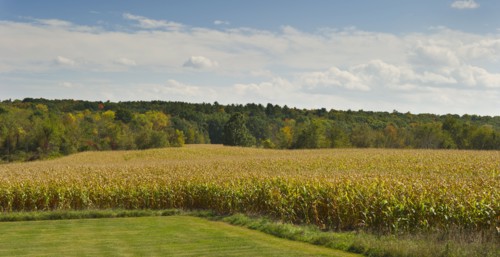 USA, New York State, Hudson, Maize growing in field.