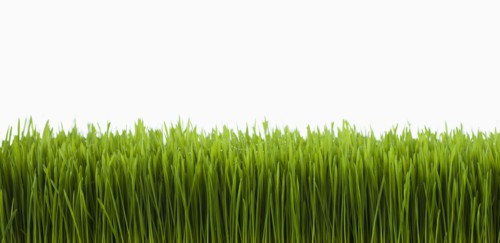 Field of grass.