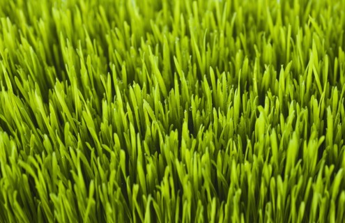 Field of grass.