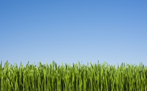 Field of grass with blue sky.