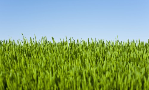 Field of grass with blue sky.
