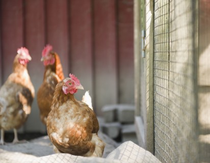 USA, New York, Flanders, Hens in hen house. Photo : Jamie Grill Photography