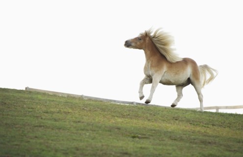 USA, New York State, Hudson, Horse running in field.