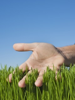 Male hand touching grass.
