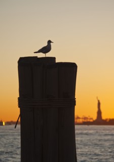 USA, New York City, Staten Island, Silhouette of seagull with Statue of Liberty in background.