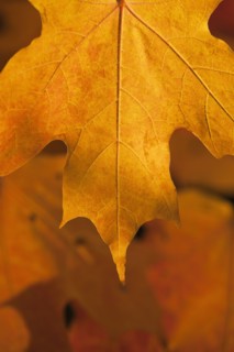 USA, New Jersey, Jersey City, Close-up view of autumn Maple leafs. Photo : Daniel Grill