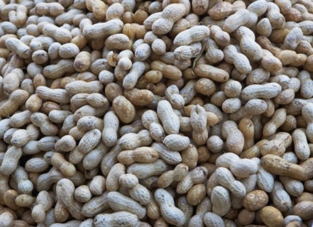 USA, New York City, heap of peanuts. Photo : fotog