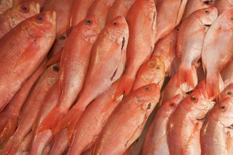 USA, New York City, heap of raw salmon. Photo : fotog