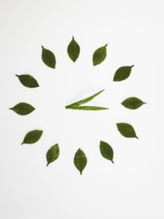 Clock face made of leaves. Photo : David Arky