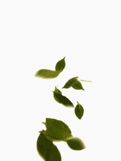 Leaves on white background. Photo : David Arky