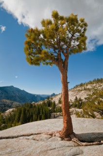 USA, California, Pine tree on rock. Photo : Gary J Weathers