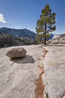 USA, California, Pine tree on rock. Photo : Gary J Weathers