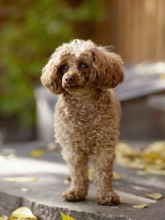 USA, Colorado, Poodle looking away. Photo : John Kelly