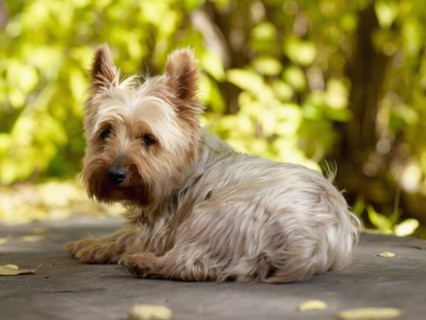 USA, Colorado, Yorkshire terrier lying down and looking at camera. Photo : John Kelly