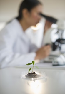 USA, New Jersey, Jersey City, Female scientist using microscope behind seedling.