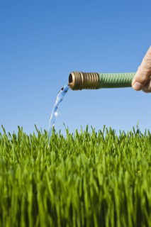 Man watering grass using hose.