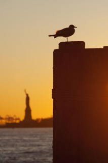 USA, New York City, Staten Island, Silhouette of seagull with Statue of Liberty in background.