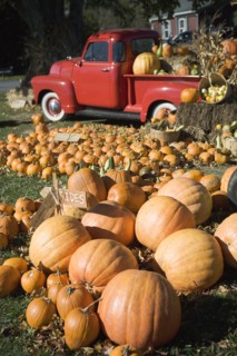 USA, New York, Peconic, pumpkin farm with pickup truck. Photo : fotog