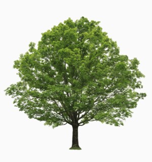 Maple tree on white background.