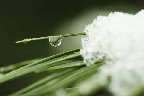 Snow melting on grass, close-up.