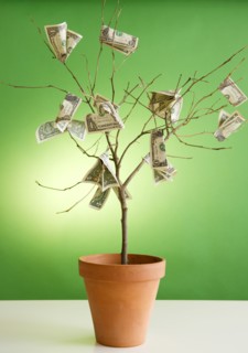 Close up of potted plant with dollar banknotes on branches. Photo : Jamie Grill Photography