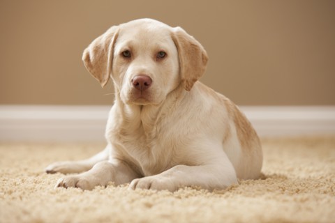 Portrait of Yellow Labrador Retriever. Photo : Mike Kemp
