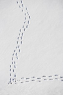 Footprints in snow. Photo : fotog