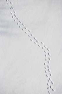 Footprints in snow. Photo : fotog