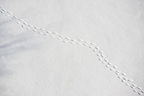 Footprints in snow. Photo : fotog