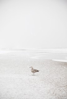 USA, New York State, Rockaway Beach, seagull on beach in winter. Photo : Jamie Grill Photography