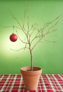 Close up of potted plant with single christmas bauble. Photo : Jamie Grill Photography