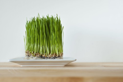 Growing grass.