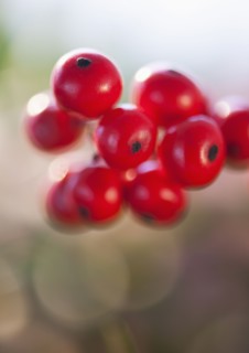 Close-up of holly berries, studio shot.