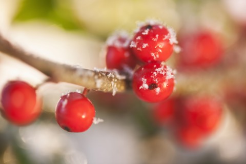 Close-up of holly berries, studio shot.