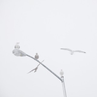 USA, New York State, Rockaway Beach, seagulls perching on street lamp. Photo : Jamie Grill