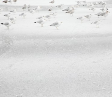 USA, New York State, Rockaway Beach, seagull on beach in winter. Photo : Jamie Grill Photography