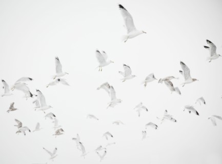 USA, New York State, Rockaway Beach, seagulls in flight. Photo : Jamie Grill Photography