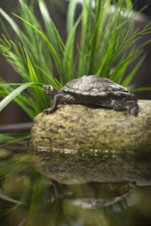 USA, New York State, New York City, Brooklyn, turtle in aquarium. Photo : Johannes Kroemer