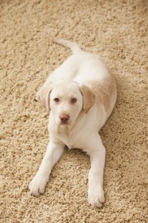 Portrait of Yellow Labrador Retriever. Photo : Mike Kemp